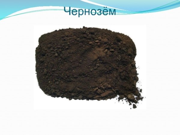 Торф полезное ископаемое