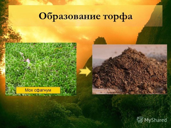 Из чего образуется торф 5 класс биология