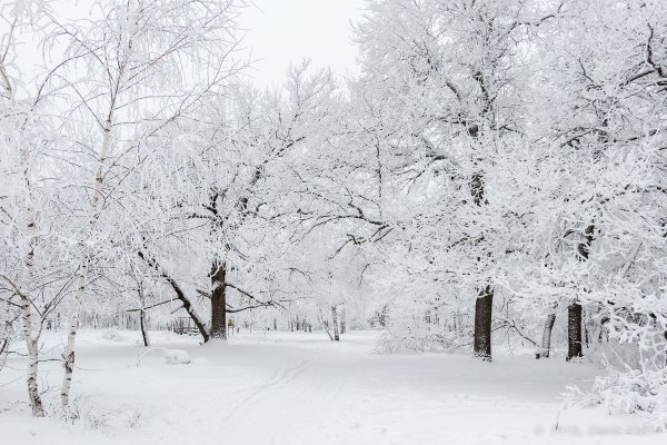 Зимняя Лесная Поляна