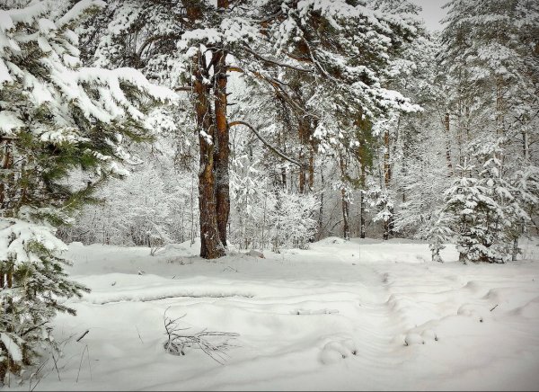 Снежная Поляна