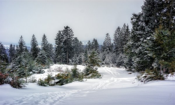 Заснеженная Поляна в лесу