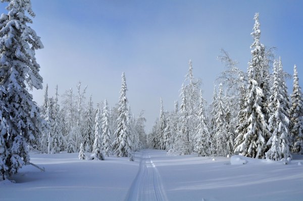 Тропинка в зимнем лесу