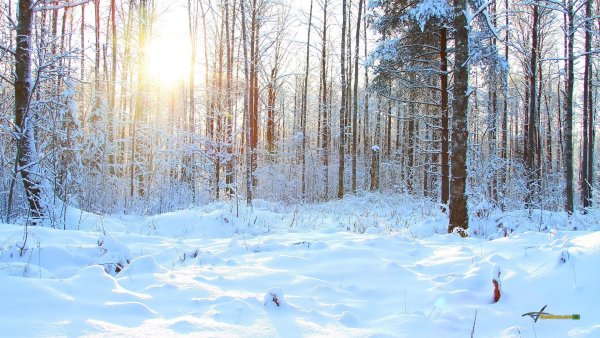 Зимняя Поляна в лесу