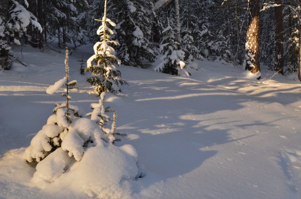 Снег Поляна