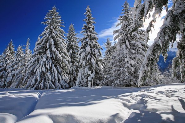 Лесная Поляна зимой
