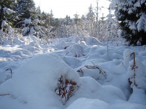 Снежная Поляна