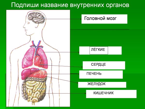 Расположение органов человека в картинках (40 картинок)