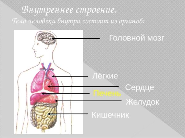Организм человека 3 класс