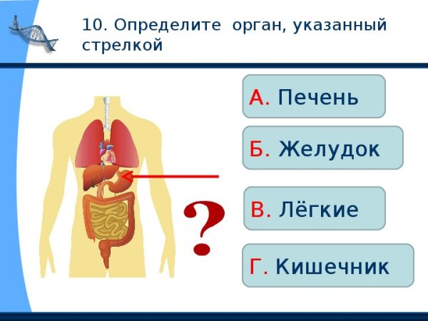 Строение тела человека 2 класс окружающий мир школа России