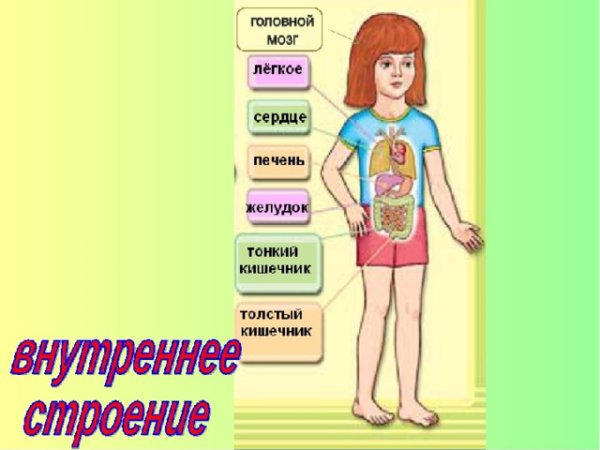 Строение человека