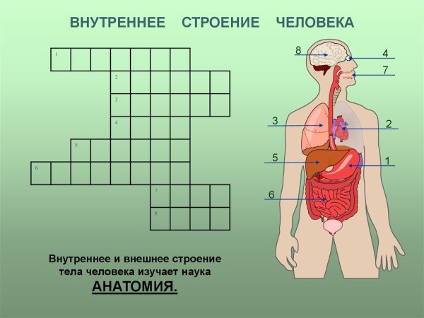 Строение человека 3 класс