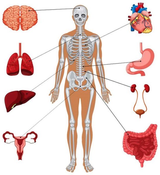 Анатомия человека внутренние органы и скелет