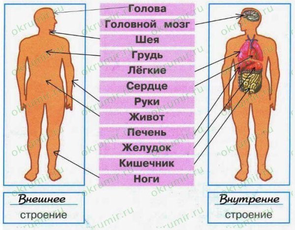 Строение тела человека 2 класс
