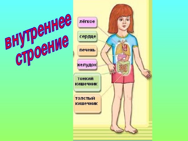 Строение человека 2 класс