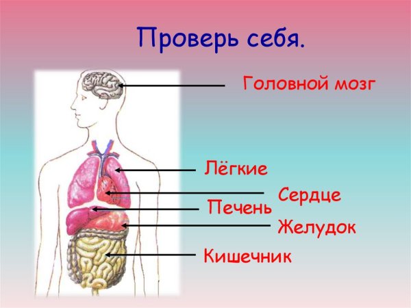 Части организма человека