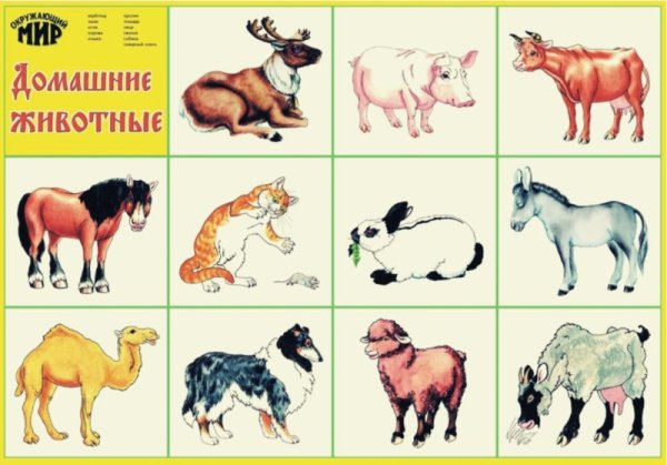 Плакат. Домашние животные.