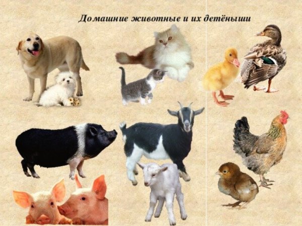 Домашние животные и их Детеныши