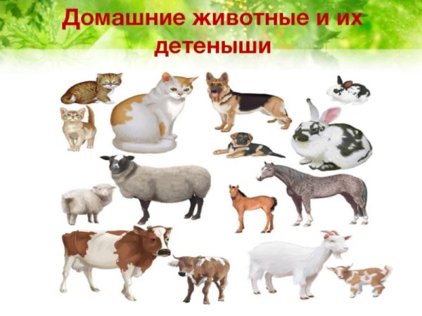 Детеныши домашних животных