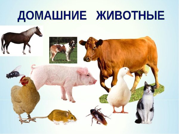 Дикие и домашние животные