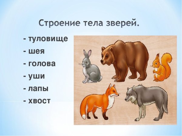 Строение животных для дошкольников