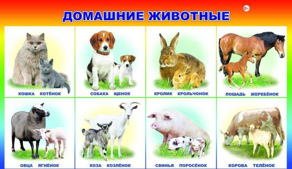 Тема домашние животные