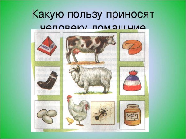 Польза домашних животных
