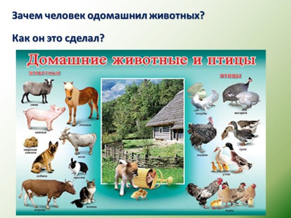 Плакат домашние животные и птицы