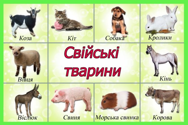 Домашние животные для детей