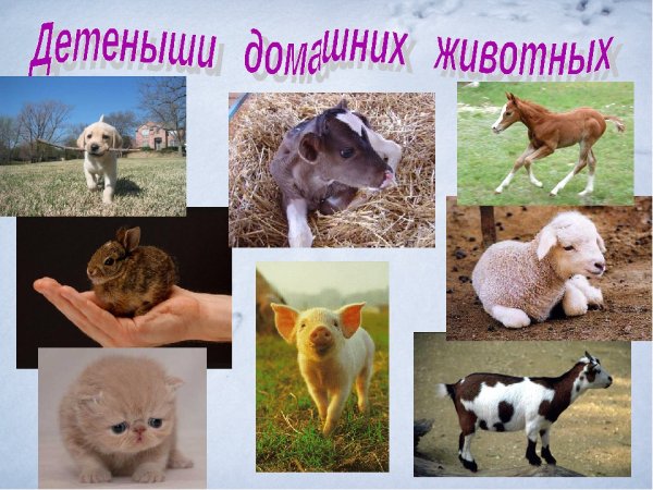 Презентация домашние животные