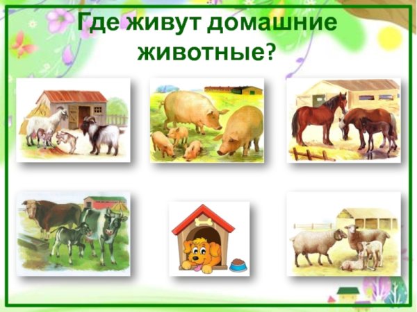 Жилища домашних животных