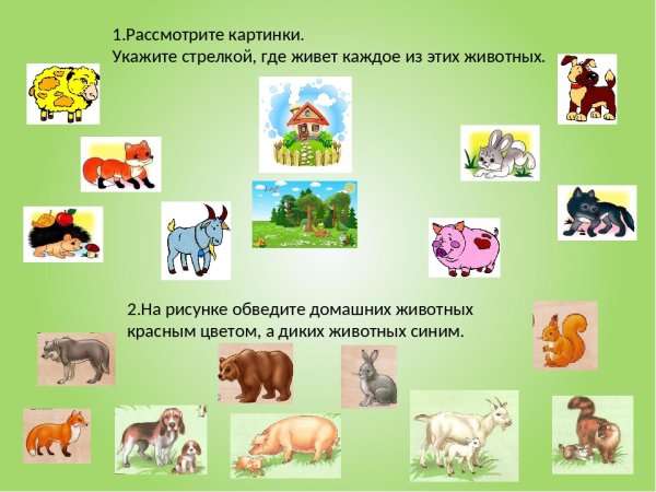 Дикие и домашние животные