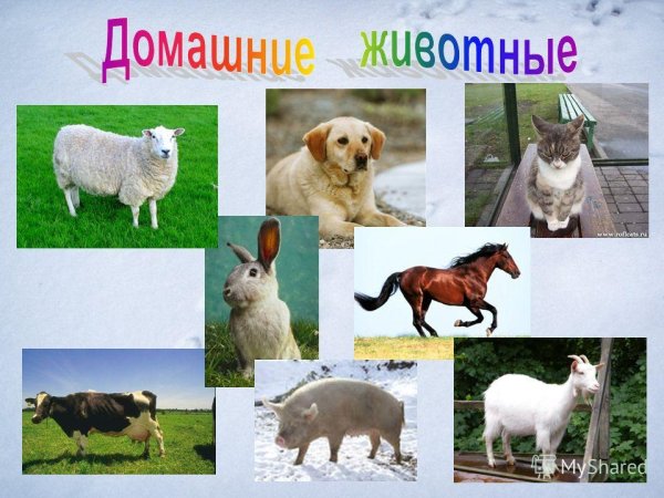 Презентация домашние животные