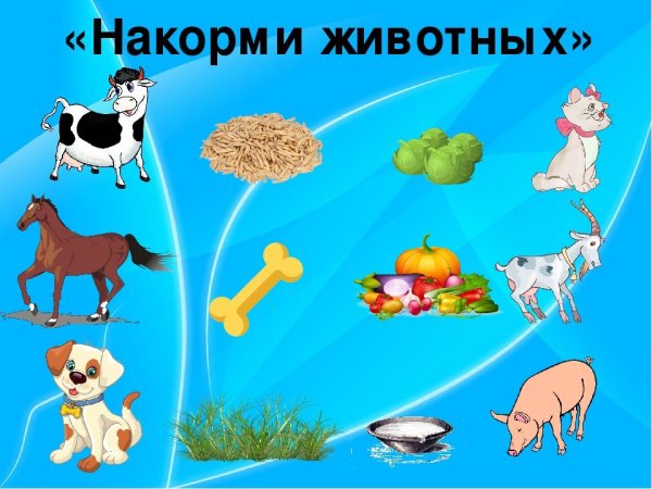 Кто что ест? Домашние животные