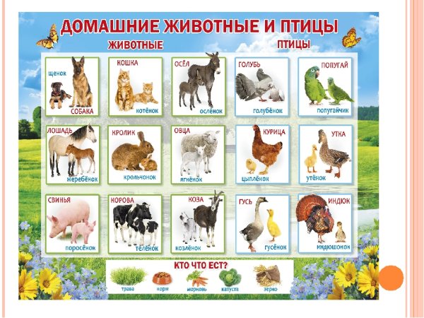 Список домашних животных