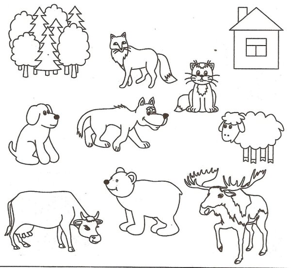 Дикие животные задания для дошкольников