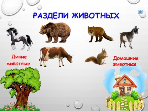 Различение диких и домашних животных
