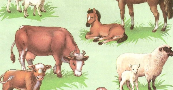 Домашниетживотные и Детеныши