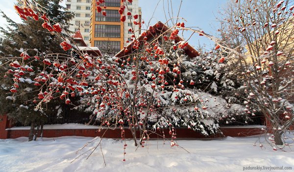 Новосибирск снег