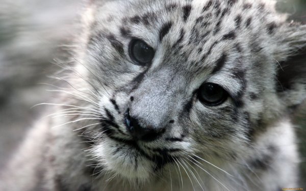 Снежный Барс Ирбис Детеныши