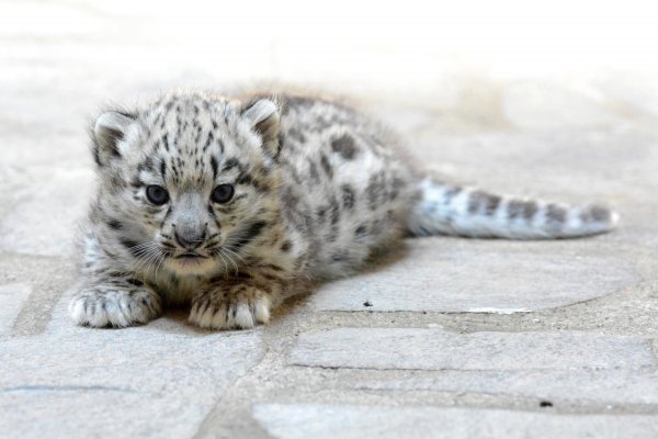 Ирбис детеныш