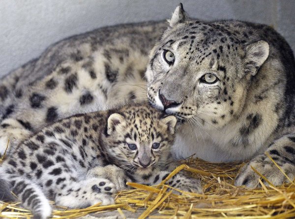 Снежный Барс Ирбис семья