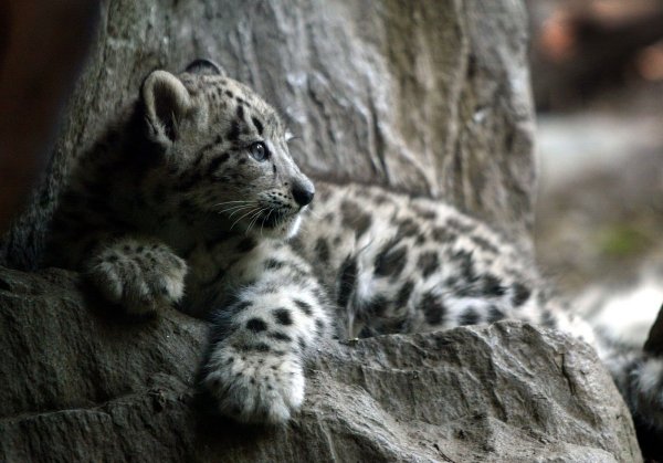 Ирбис маленький