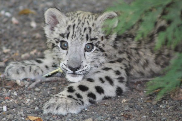 Ирбис маленький