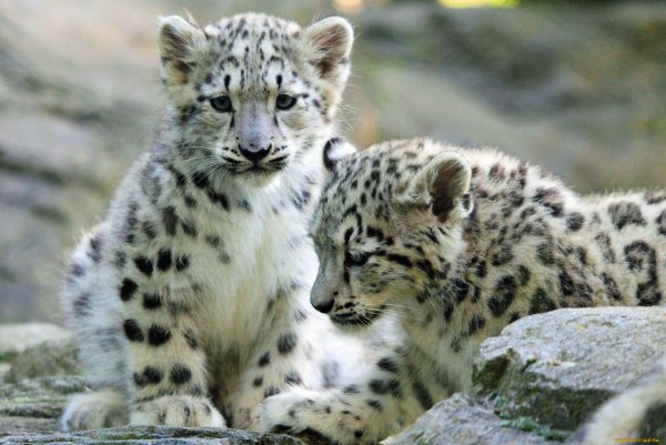 Ирбис снежный Барс с котятами