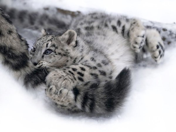 Снежный Барс Ирбис