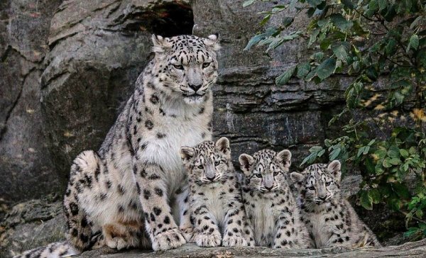 Ирбис детеныш