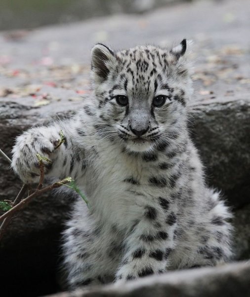 Снежный Барс Ирбис