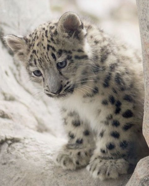 Снежный Барс uncia uncia