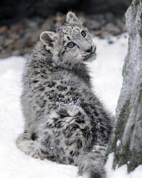 Снежный Барс маленький