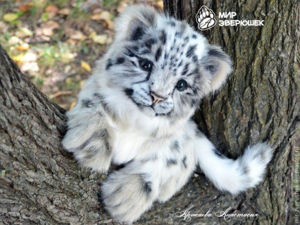 Снежный Барс Барсик